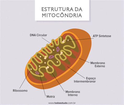 mitocondria função